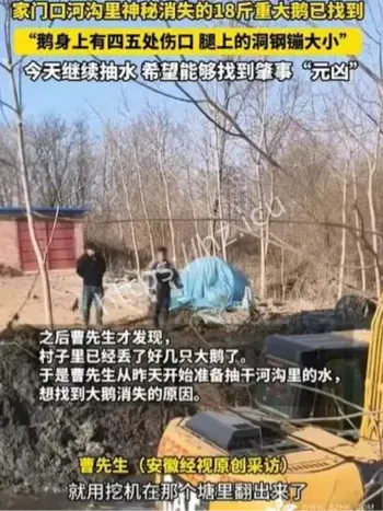 大鹅失踪抽水追凶